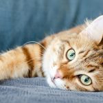 10 reasons to get a cat